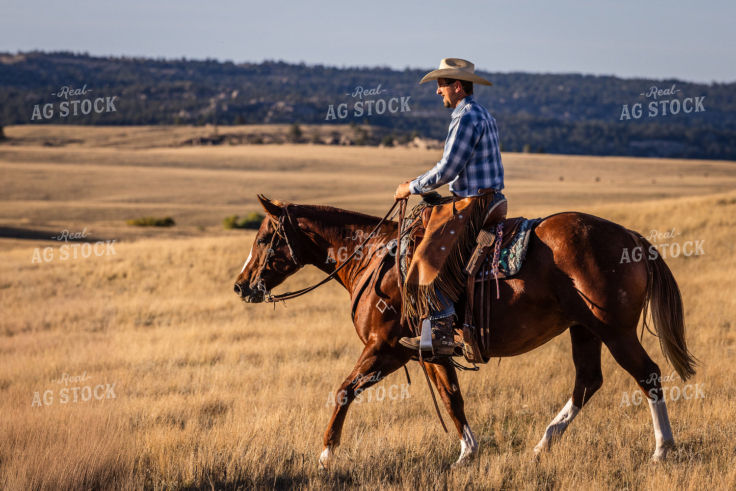Cowboy on Horseback 290015