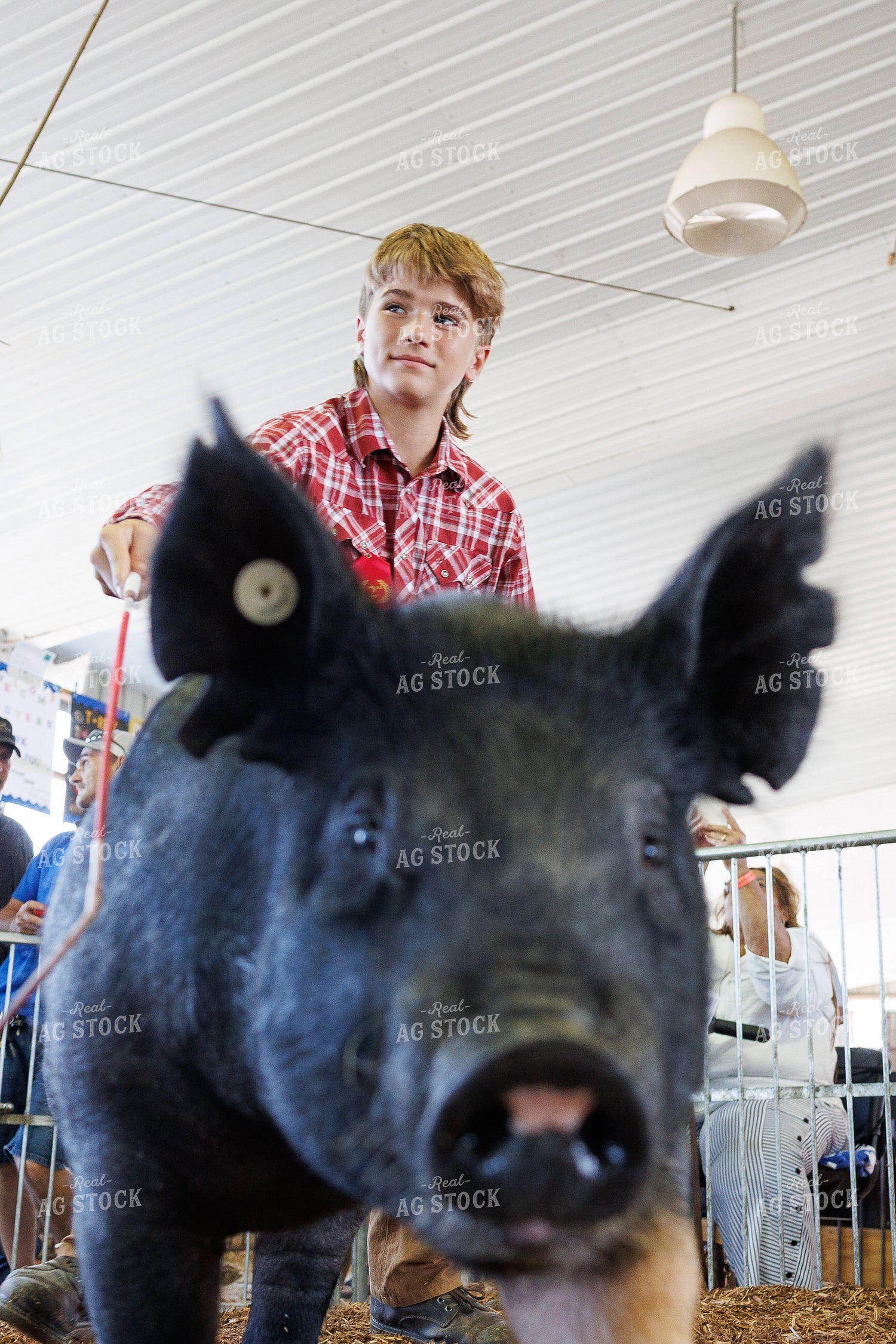 Showing Pigs 52901
