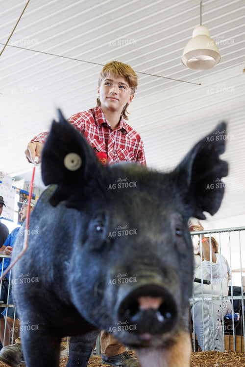 Showing Pigs 52901