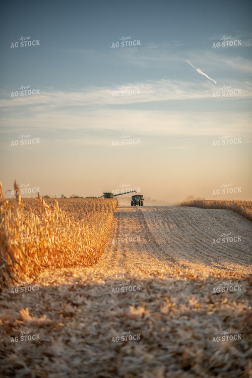 Corn Harvest 76338