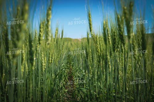 Barley 187055