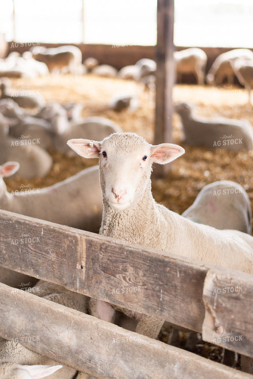 Sheep in Barn 96032