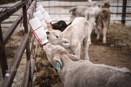Bottle Calves 196024