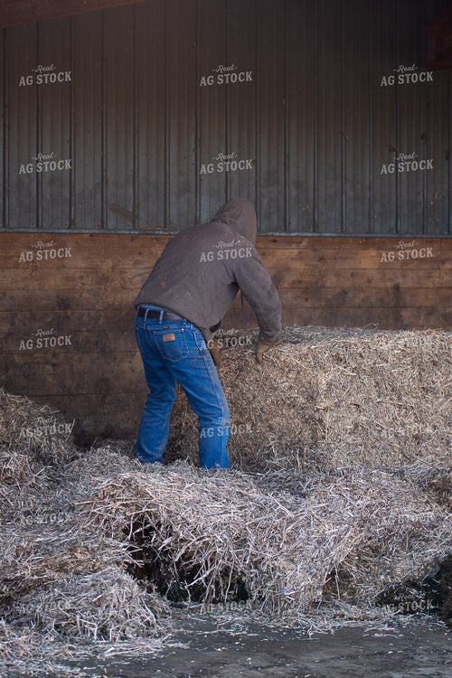 Farmer Preparing Bedding 50469