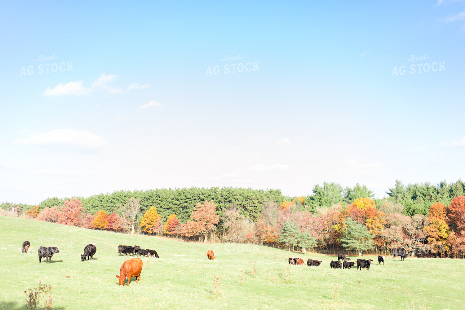 Various Cattle Types in Pasture 74019
