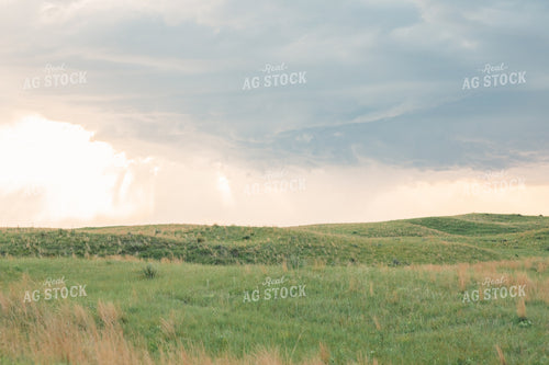 Sand Hills Pasture 53021