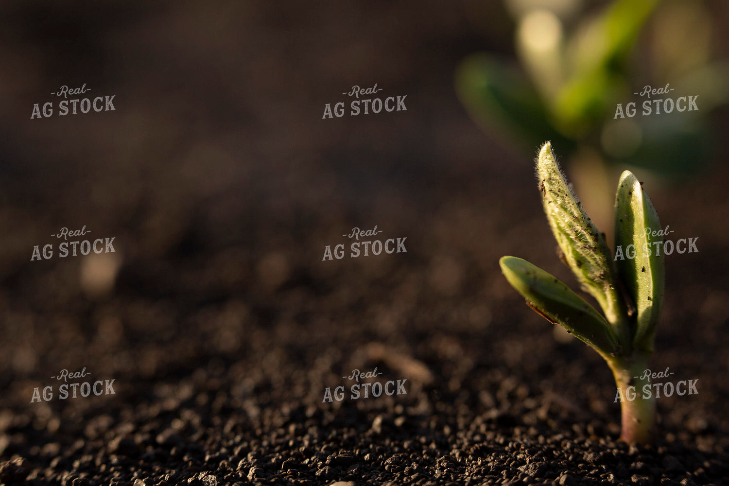 Soybeans - Early Growth 1404
