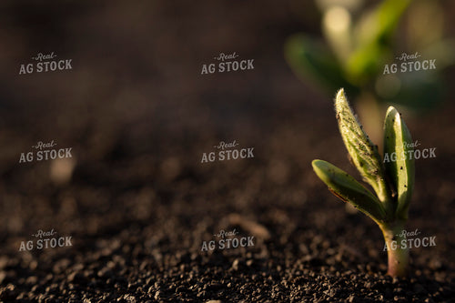 Soybeans - Early Growth 1404