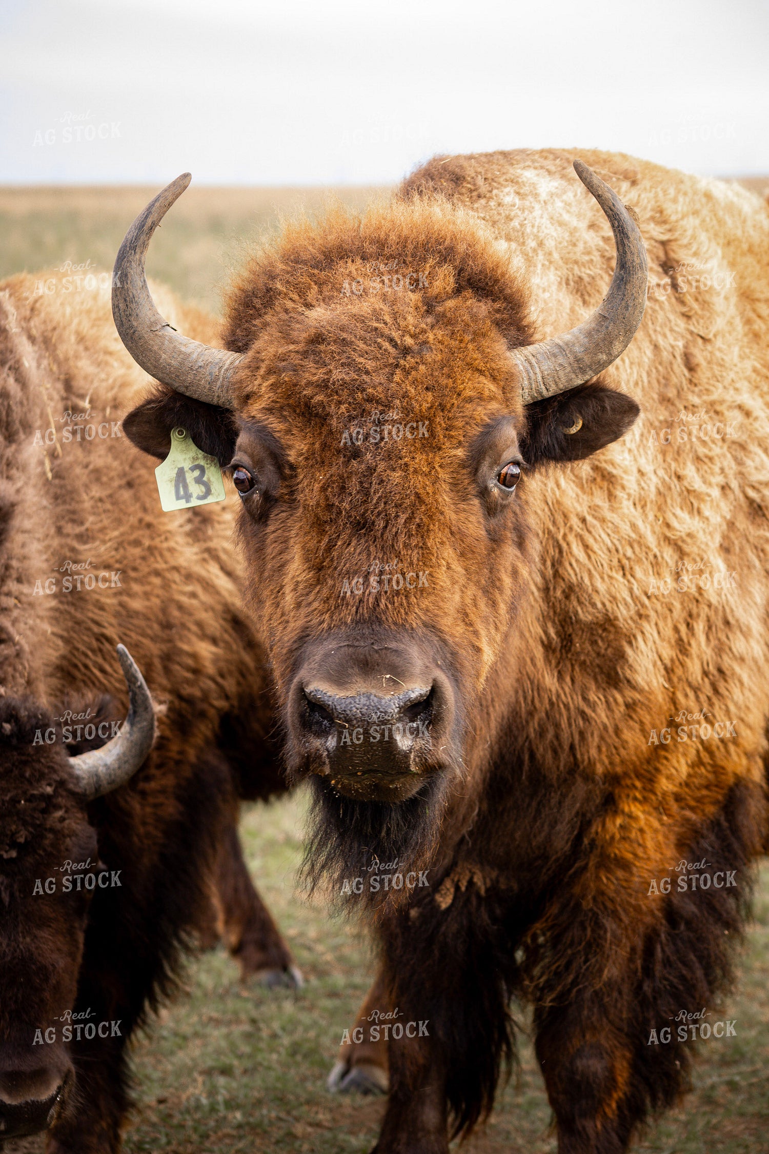 Bison – Real Ag Stock
