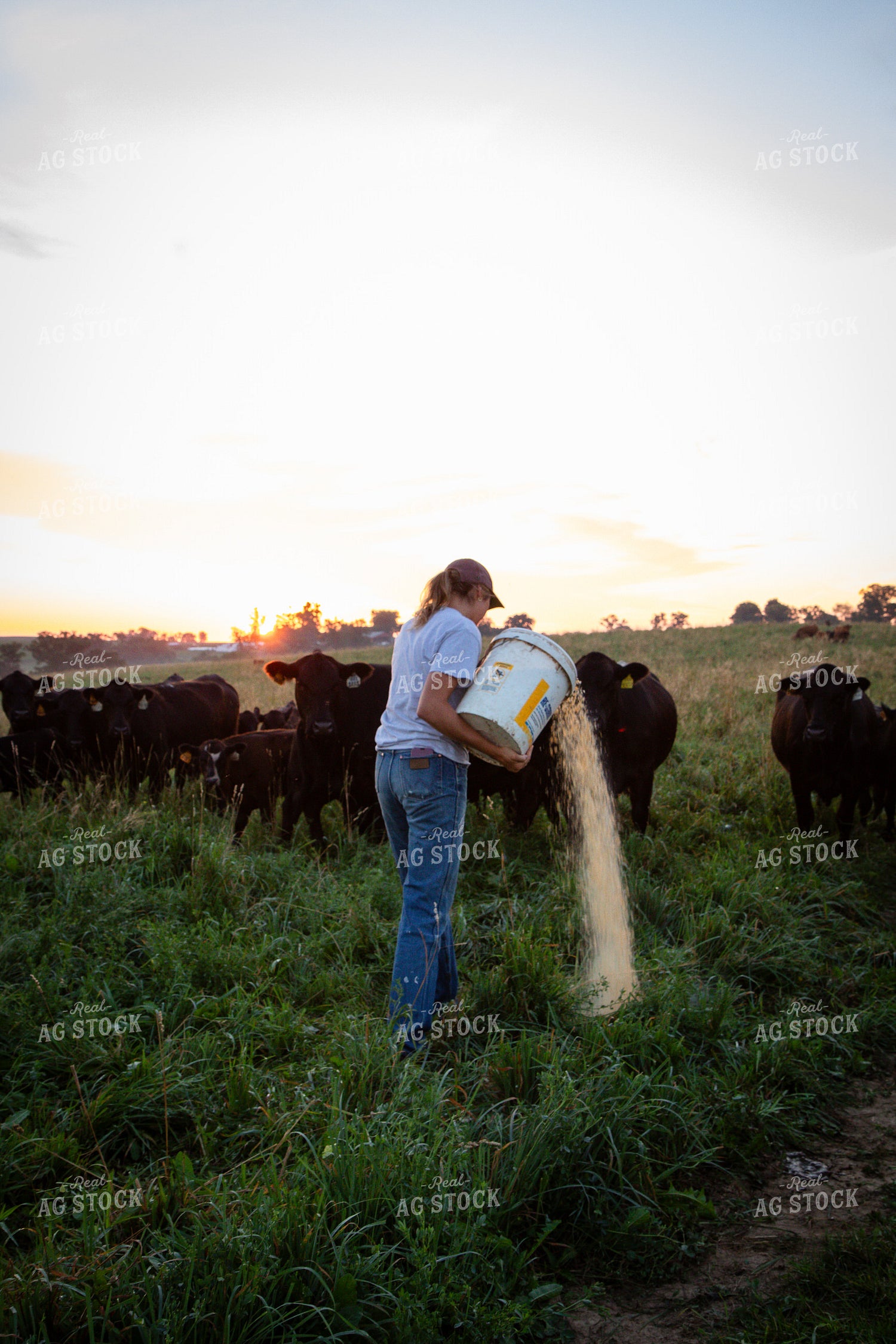 Cattle Producer Feeding Cow Calf Pairs 268350