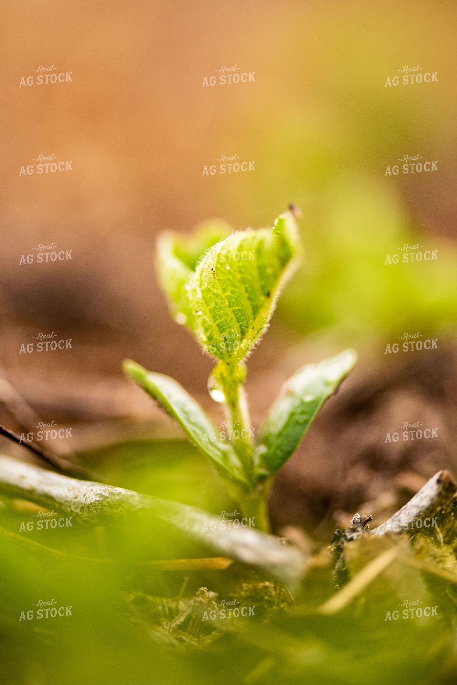Water Droplets on Young Soybean Plant Leaves 136050
