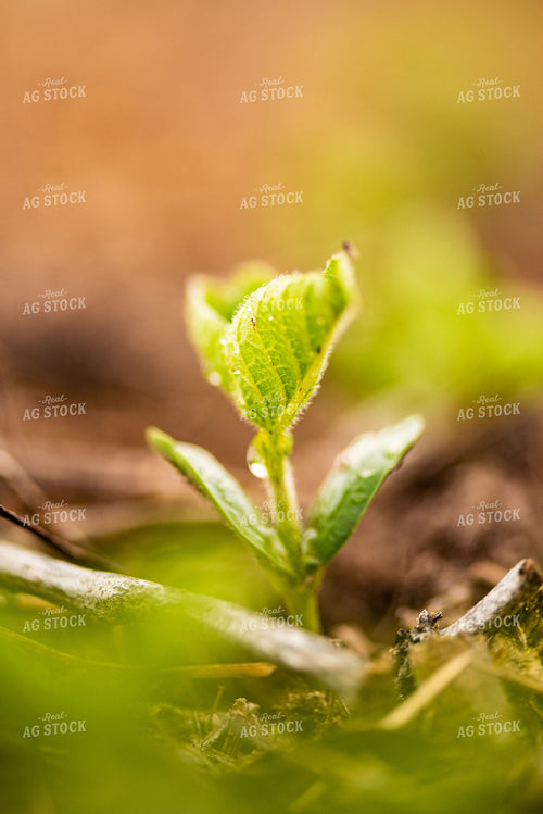 Water Droplets on Young Soybean Plant Leaves 136050