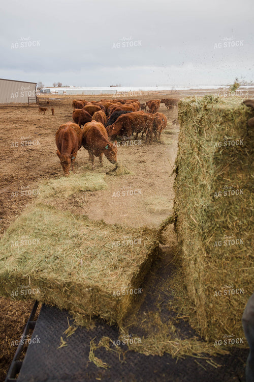 Angus Cattle Eating Hay 97135