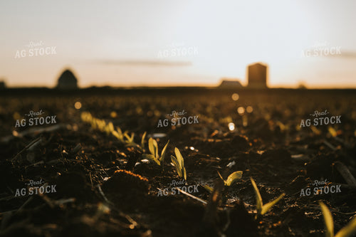 Stage V1 Corn in Dark, Wet Soil 4050