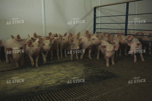 Piglets in Modern Barn with Feeding Mat 3880