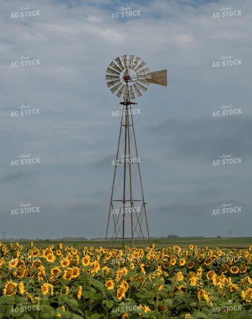 Windmill and Sunflower Field 185112