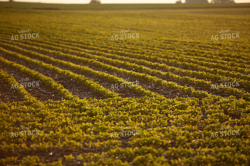 Soybeans - Mid-Season 1493