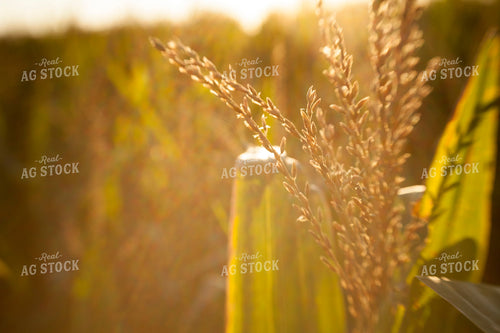Corn - Mid-Season 1273