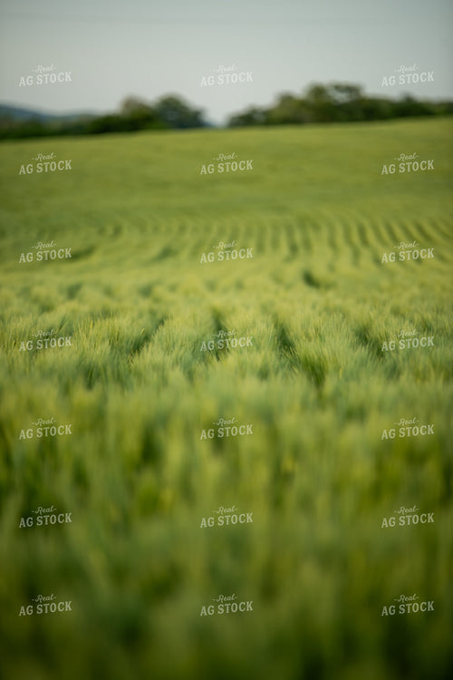 Barley Field 76606