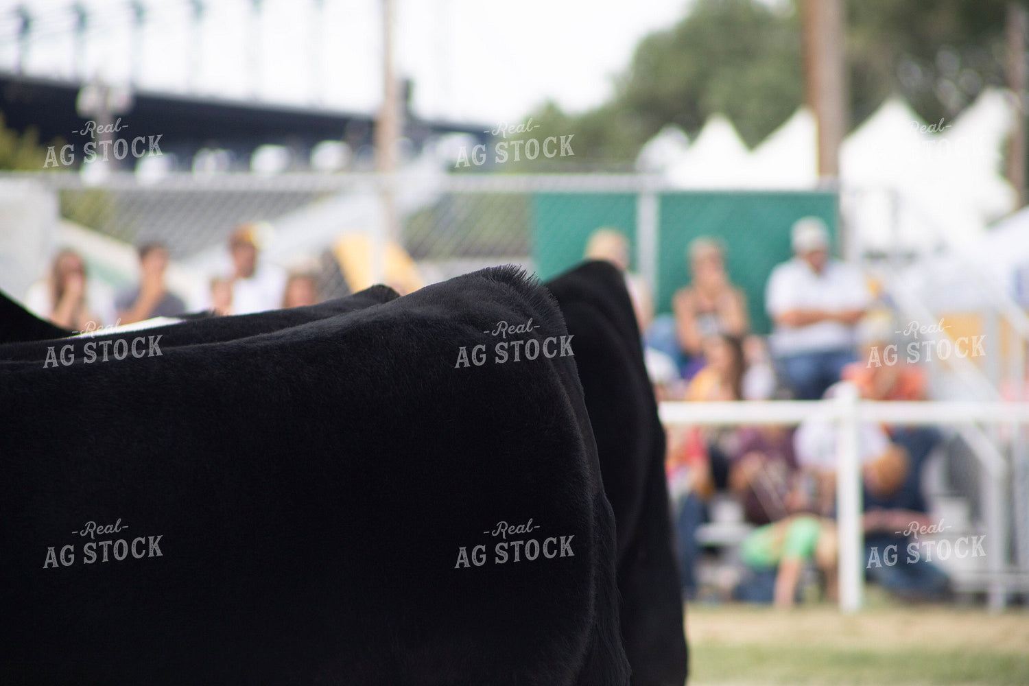 Cattle Show 117358
