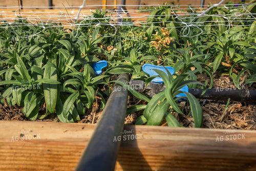 Irrigated Garden Bed 270438