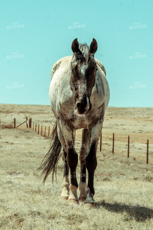 Horse in Pasture 58058