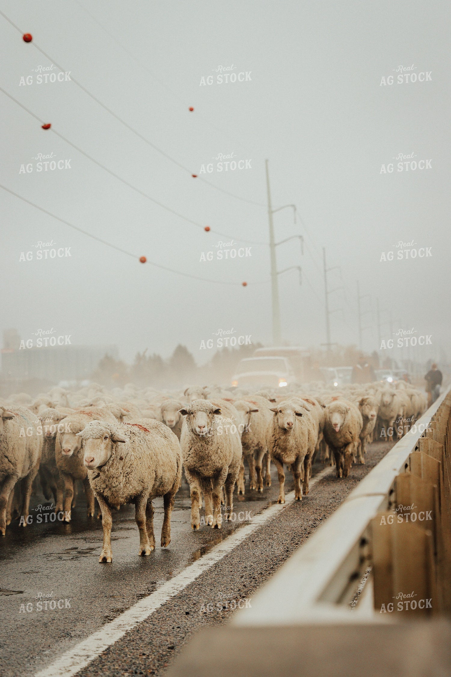 Sheep Crossing Road 83108