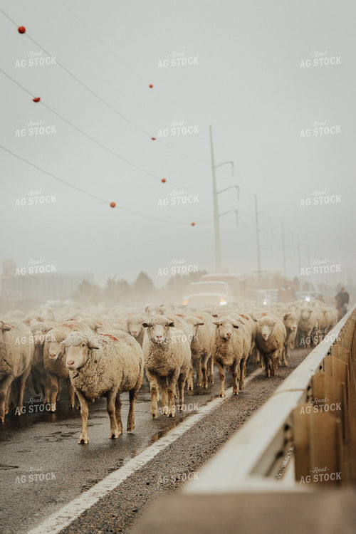 Sheep Crossing Road 83108