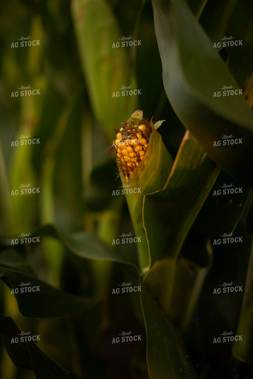 Corn - Mid-Season 2296