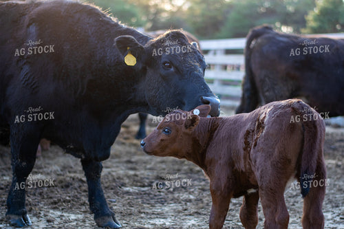 Cow and Calf in Pen 50017