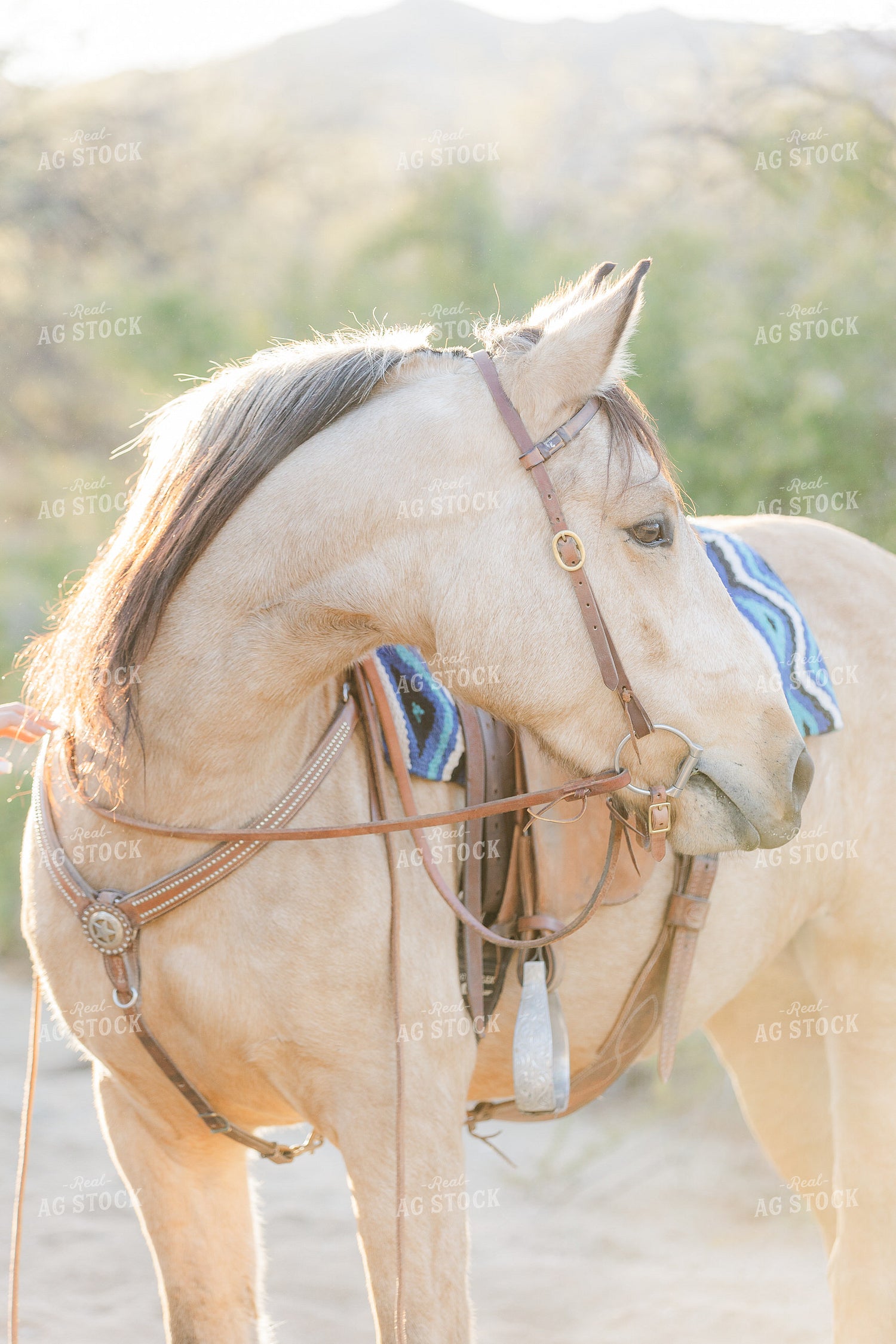 Horse 184046