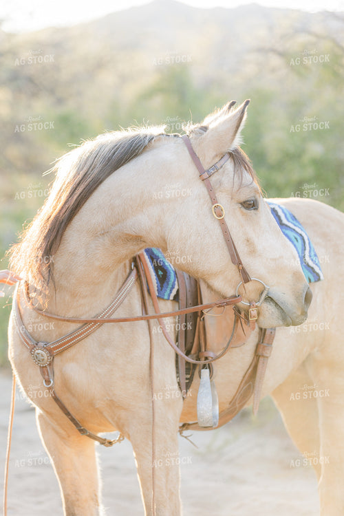 Horse 184046