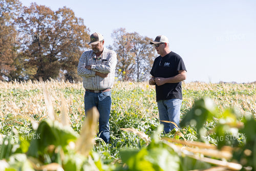 Farmer and Agronomist Scouting Cover Crops 79839