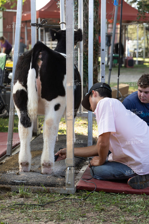 Trimming Show Cattle 52779