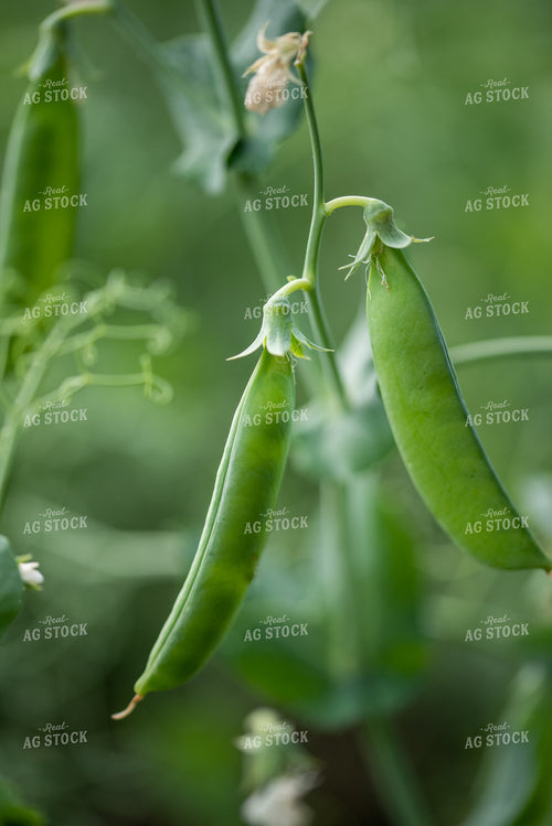 Peas 76404