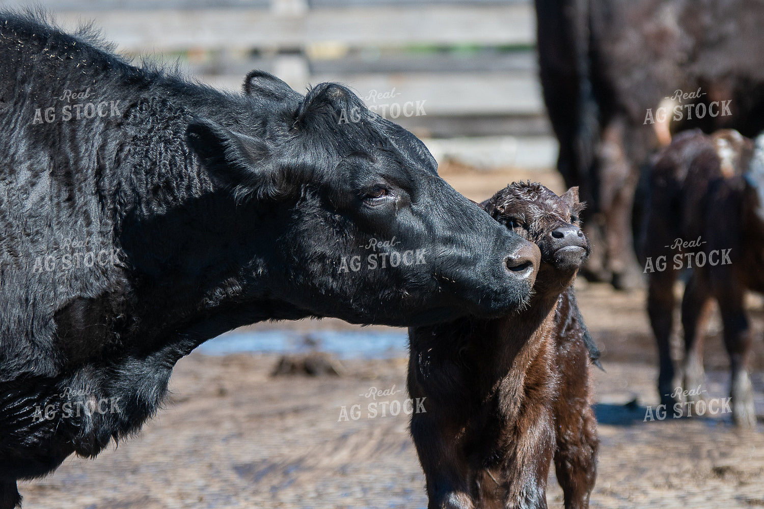 Cow Calf Pair 50477