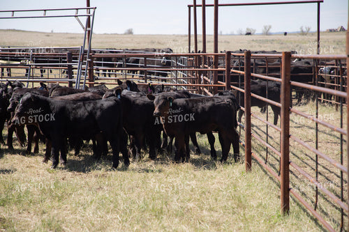 Black Angus Cattle in Pen 117163