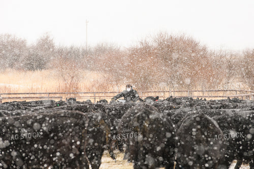 Rancher Driving Through Cattle Pasture 51057