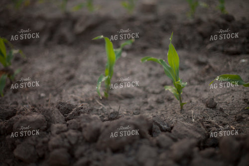 Corn - Early Growth 1192