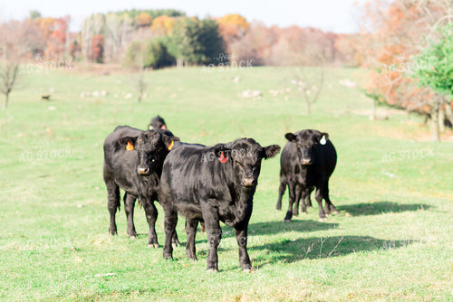 Angus Cattle in Pasture 74005