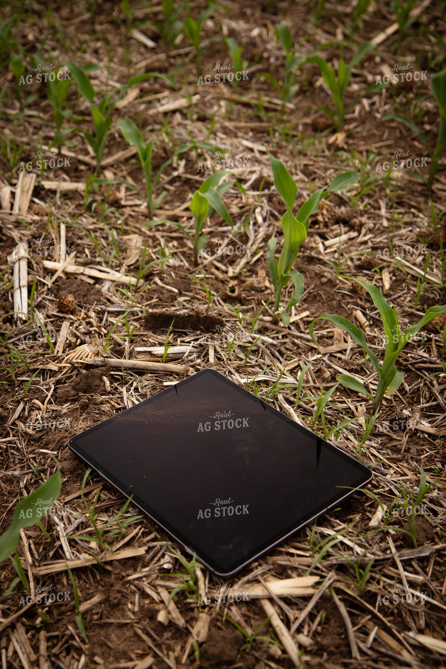 Tablet in Field 67757