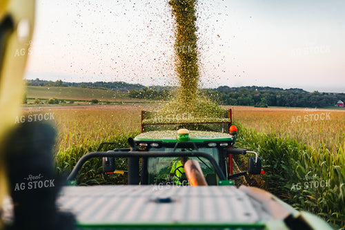 Corn Silage Harvest 272058