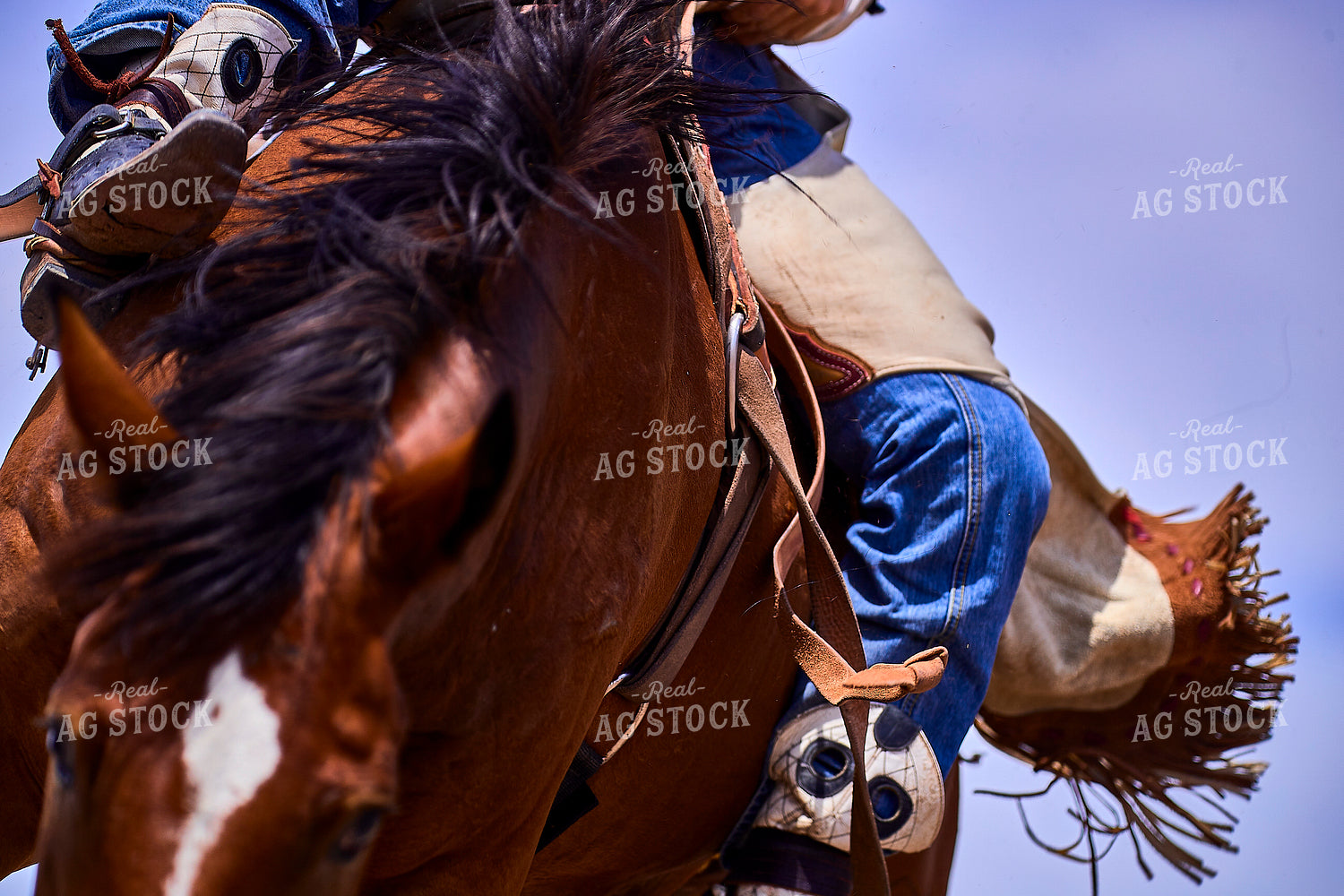 Saddle Bronc Riding 177011