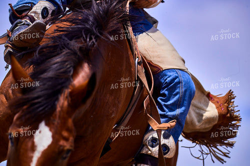 Saddle Bronc Riding 177011