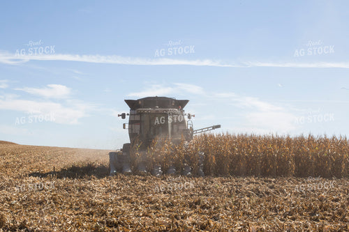 Corn Harvest 93048