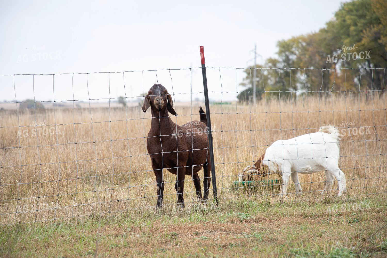Goats 117127