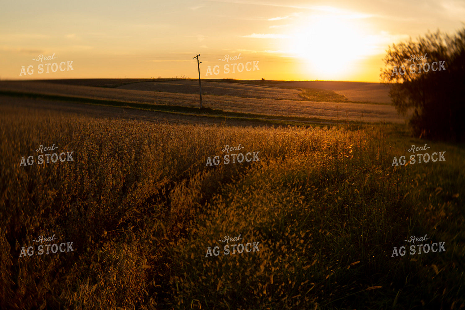 Soybeans - Dry 1544