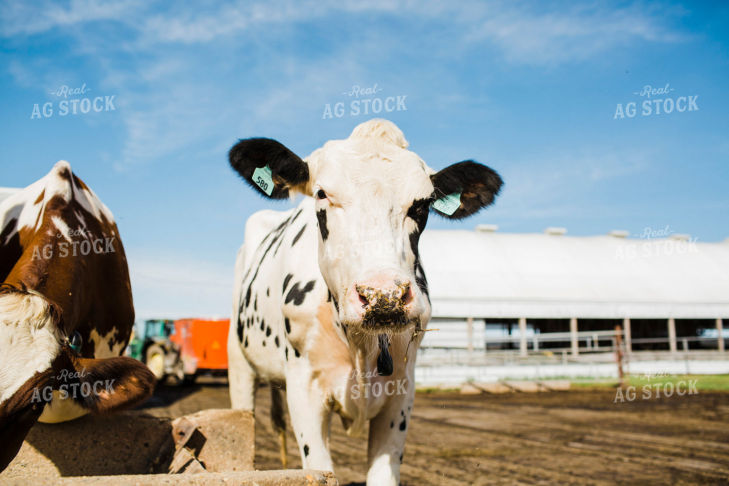 Dairy 2681
