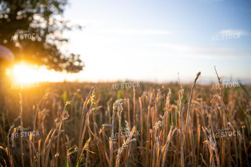 Golden Wheat Field at Sunset with Tree Silhouette 208013
