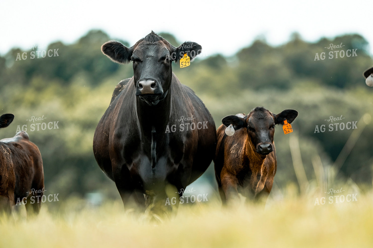 Angus Cow Calf Pair 250202